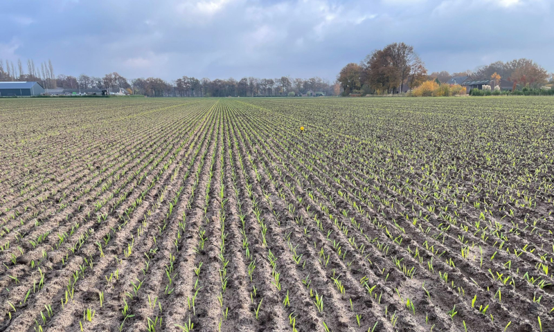 Brouwgerst met vochtmeters